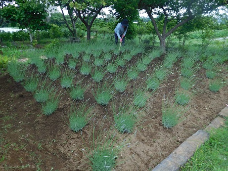 f:id:mitioyoneko:20180527153940j:image