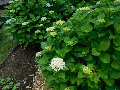 f:id:mitioyoneko:20180527172158j:image