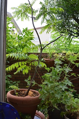 f:id:mitioyoneko:20180709103641j:image