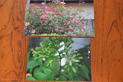 f:id:mitioyoneko:20180709103716j:image