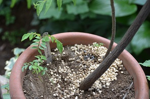 f:id:mitioyoneko:20180709103719j:image