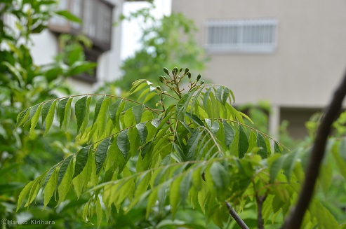 f:id:mitioyoneko:20180709103721j:image