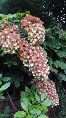 f:id:mitioyoneko:20180727221035j:image f:id:mitioyoneko:20180727221035j:image