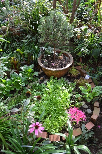 f:id:mitioyoneko:20181120212254j:plain f:id:mitioyoneko:20181120212254j:plain