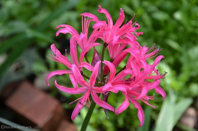 f:id:mitioyoneko:20181120212750j:plain f:id:mitioyoneko:20181120212750j:plain