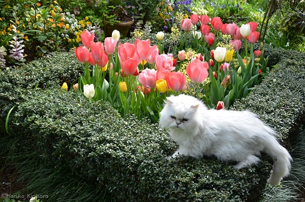 f:id:mitioyoneko:20181121085514j:plain f:id:mitioyoneko:20181121085514j:plain