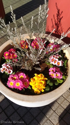 f:id:mitioyoneko:20190107212553j:plain f:id:mitioyoneko:20190107212553j:plain