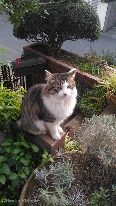 f:id:mitioyoneko:20190107212715j:plain f:id:mitioyoneko:20190107212715j:plain