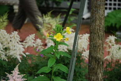 f:id:mitioyoneko:20190220105447j:plain