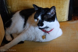 f:id:mitioyoneko:20190220105807j:plain