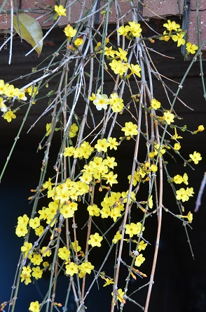 f:id:mitioyoneko:20190223101941j:plain f:id:mitioyoneko:20190223101941j:plain