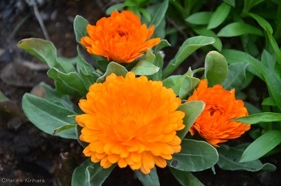 f:id:mitioyoneko:20190306161428j:plain f:id:mitioyoneko:20190306161428j:plain