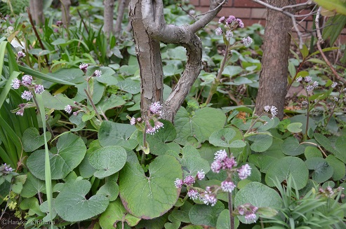 f:id:mitioyoneko:20190306161446j:plain f:id:mitioyoneko:20190306161446j:plain