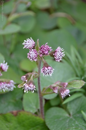 f:id:mitioyoneko:20190306161504j:plain f:id:mitioyoneko:20190306161504j:plain