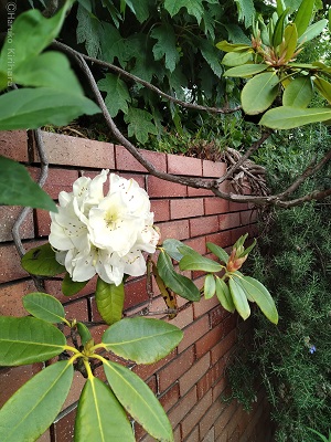 f:id:mitioyoneko:20190514111318j:plain f:id:mitioyoneko:20190514111318j:plain