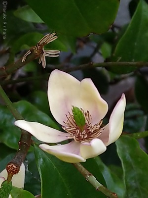 f:id:mitioyoneko:20190514111401j:plain f:id:mitioyoneko:20190514111401j:plain