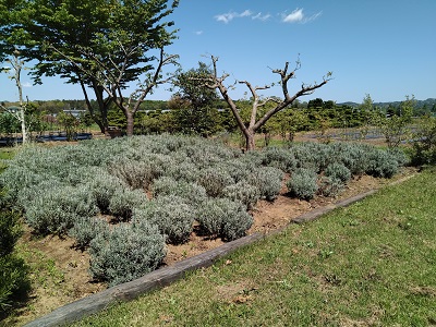 f:id:mitioyoneko:20190514143714j:plain f:id:mitioyoneko:20190514143714j:plain