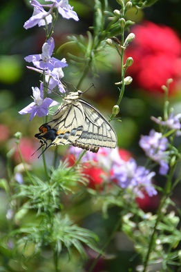 f:id:mitioyoneko:20190613154302j:plain f:id:mitioyoneko:20190613154302j:plain