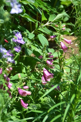 f:id:mitioyoneko:20190613154324j:plain f:id:mitioyoneko:20190613154324j:plain