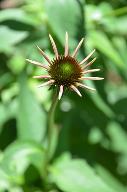 f:id:mitioyoneko:20190617111130j:plain