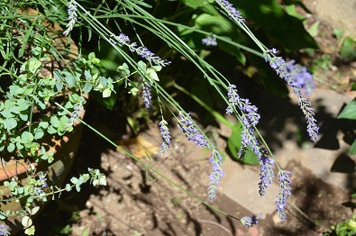 f:id:mitioyoneko:20190617111223j:plain