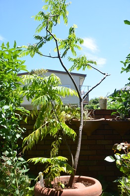 f:id:mitioyoneko:20190617111236j:plain