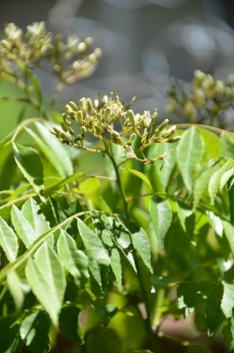 f:id:mitioyoneko:20190617111246j:plain