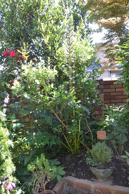 f:id:mitioyoneko:20190617111738j:plain