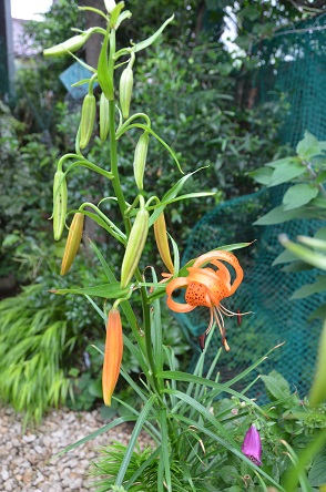 f:id:mitioyoneko:20190623151240j:plain f:id:mitioyoneko:20190623151240j:plain