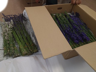 f:id:mitioyoneko:20190712203405j:plain f:id:mitioyoneko:20190712203405j:plain