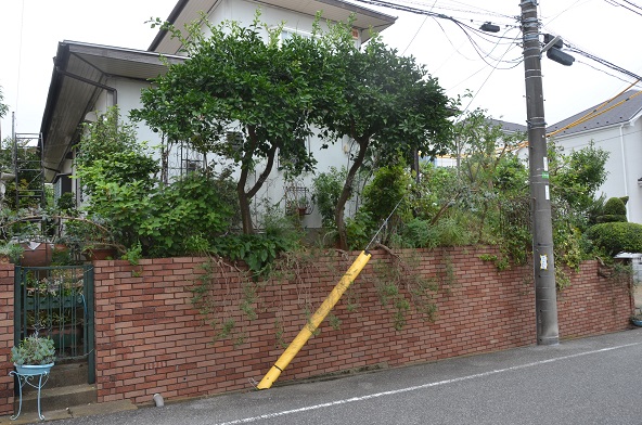 桂造園の剪定作業できれいさっぱり 桐原春子の ハーブダイアリー