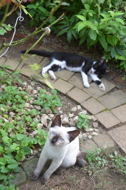 f:id:mitioyoneko:20190907165359j:plain f:id:mitioyoneko:20190907165359j:plain