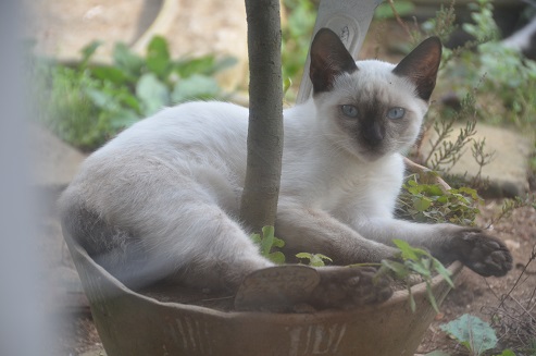 f:id:mitioyoneko:20190907165403j:plain f:id:mitioyoneko:20190907165403j:plain