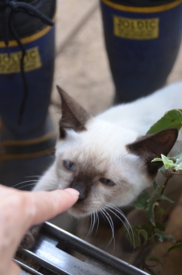 f:id:mitioyoneko:20190907165404j:plain f:id:mitioyoneko:20190907165404j:plain