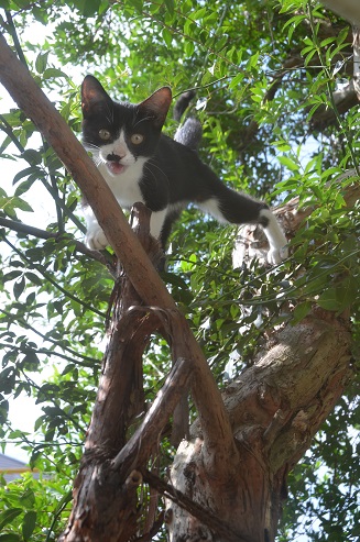 f:id:mitioyoneko:20190907165432j:plain f:id:mitioyoneko:20190907165432j:plain