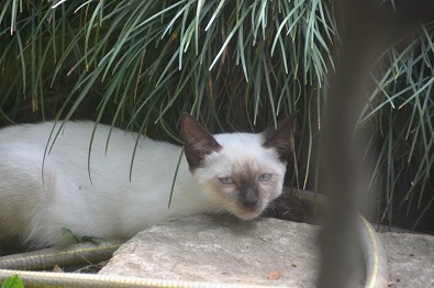 f:id:mitioyoneko:20190911143148j:plain