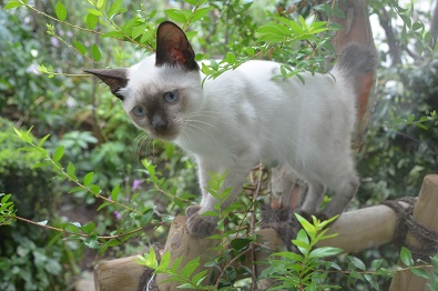 f:id:mitioyoneko:20190911143151j:plain