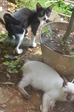 f:id:mitioyoneko:20190911143201j:plain