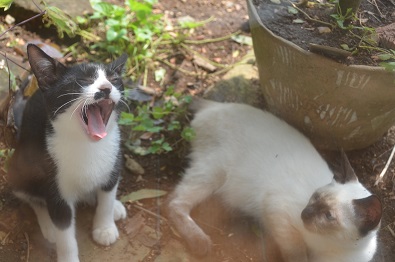 f:id:mitioyoneko:20190911143205j:plain