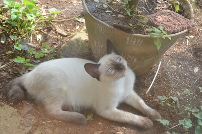 f:id:mitioyoneko:20190911143248j:plain