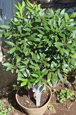 f:id:mitioyoneko:20190917111137j:plain