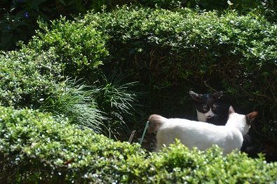 f:id:mitioyoneko:20190917111204j:plain