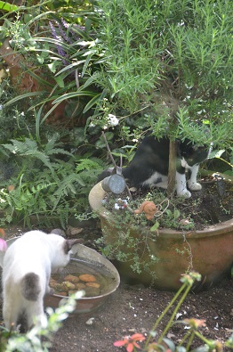 f:id:mitioyoneko:20190917111233j:plain