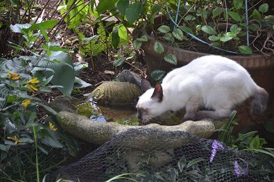 f:id:mitioyoneko:20190917111236j:plain