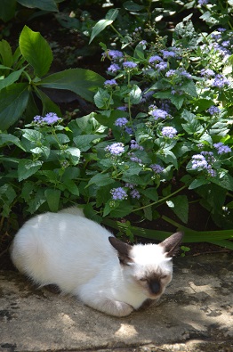 f:id:mitioyoneko:20190917111252j:plain