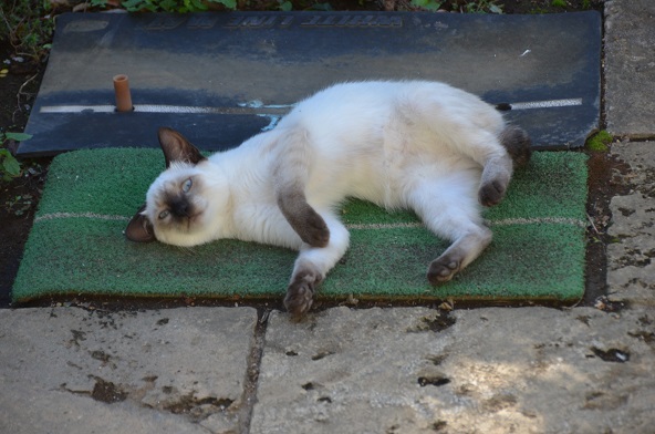 f:id:mitioyoneko:20190924152705j:plain