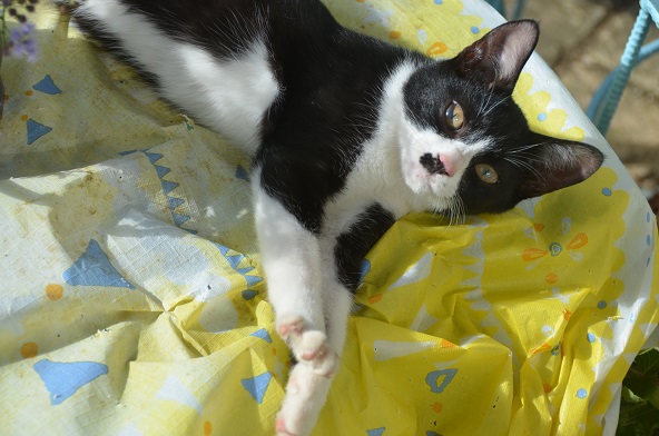 f:id:mitioyoneko:20190924152712j:plain