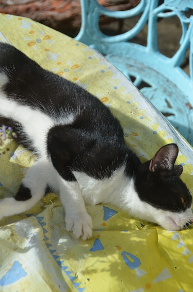 f:id:mitioyoneko:20190924152727j:plain