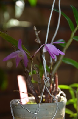 f:id:mitioyoneko:20190928100840j:plain f:id:mitioyoneko:20190928100840j:plain