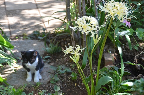 f:id:mitioyoneko:20190928100900j:plain f:id:mitioyoneko:20190928100900j:plain